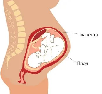 Что такое плацента у беременных